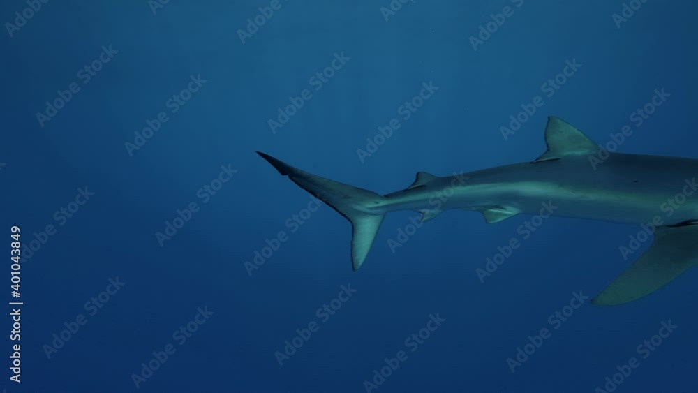 Blue Sharks in clear water of the Atlantic Ocean Blue Sharks in clear water of the Atlantic Ocean