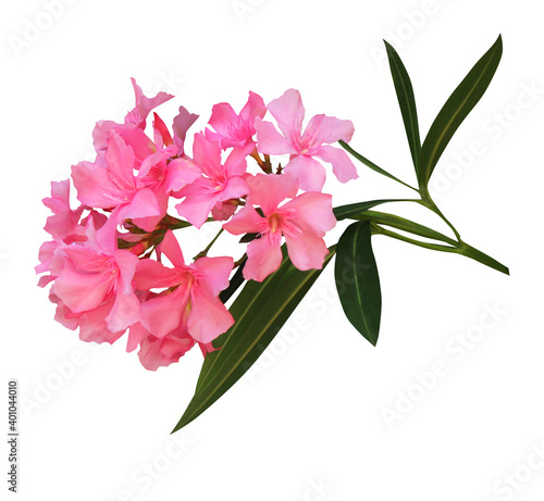 Vászonkép oleander flower isolated on white background