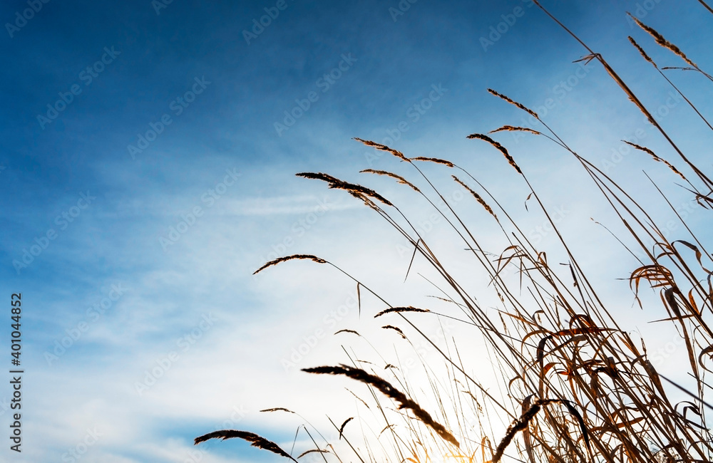 Fototapeta premium Dry grass spikelet of reed close-up on the background of blue cloudy sky , landscape. Abstract natural background with copy space, minimalism, design