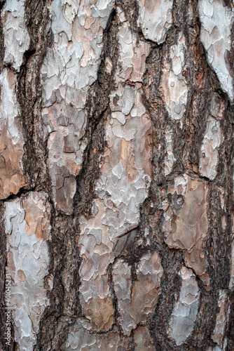 Fototapeta Naklejka Na Ścianę i Meble -  Tree bark texture. Tree bark texture.