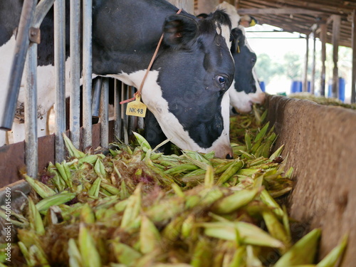 Dairy cows, raised in a farm, eating corn - using corn to feed livestock photo