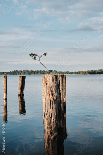 Growing Sprout at Chiemsee photo