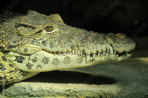Alligator ou crocodile ou caïman