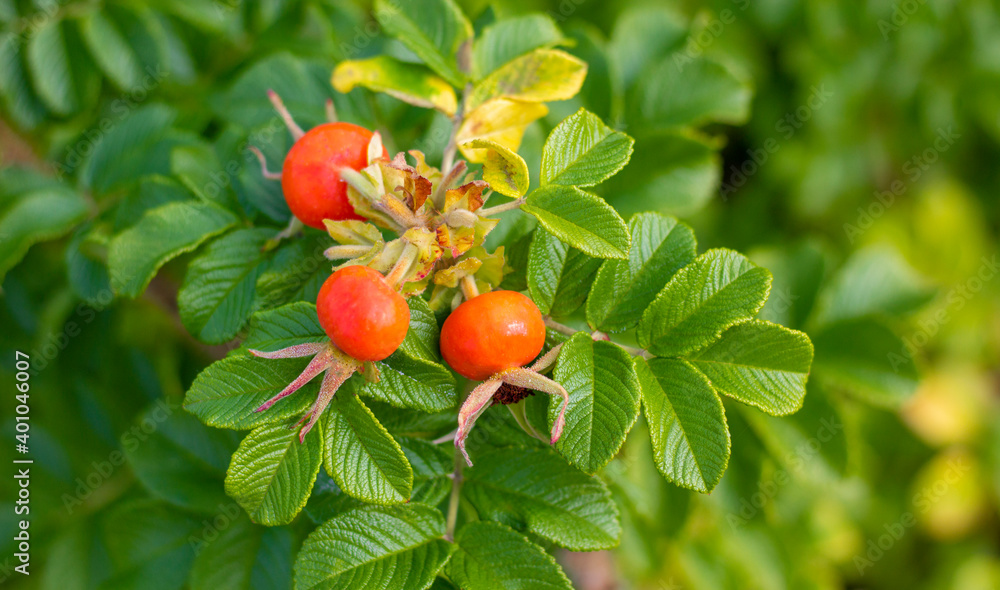 Red rosehip berries in a vegetable garden. Red rosehip berries on a branch. In the garden in early autumn. Medicine and healthy lifestyle concept.