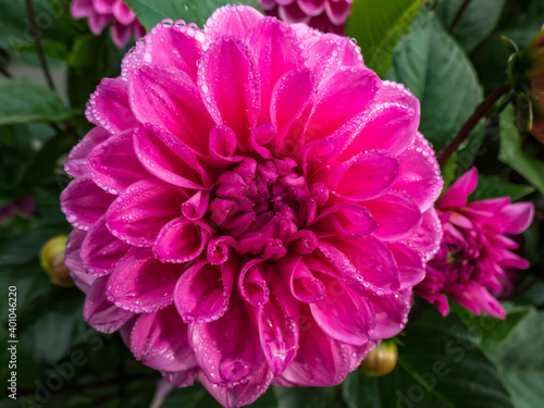 Close up shot of beautiful bright pink garden dahlia flower head with morning dew drops on petals in autums photo