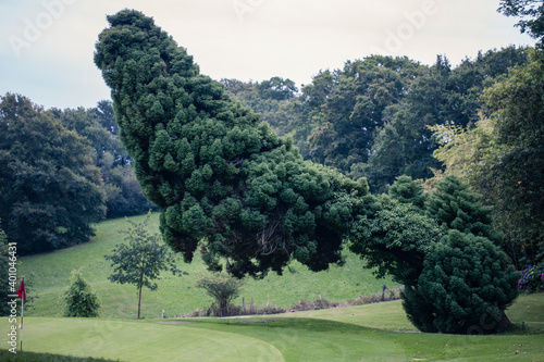 pino muy alto tumbado a ras de suelo a punto de caer en mitad de campo de golf con banderín rojo en una esquina