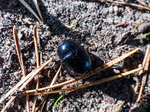 Glossy and colorful Spring dor beetle on forest ground