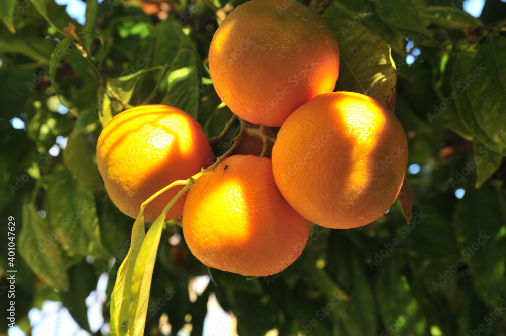 Bitter oranges for marmelade-production before harvest, Alhambra gardens, Granada, Spain