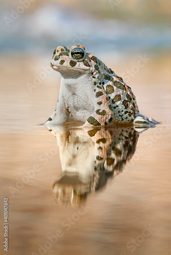 Fototapeta The European green toad (Bufotes viridis) taking bath in evening's rays