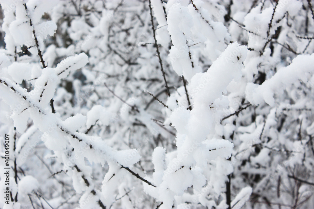 Beautiful snowy winter forest with trees covered with frost and snow close up. Nature winter background with snow-covered branches. white frost on trees, white drifts Road, trail in the winter forest Beautiful snowy winter forest with trees covered with frost and snow close up. Nature winter background with snow-covered branches. white frost on trees, white drifts Road, trail in the winter forest