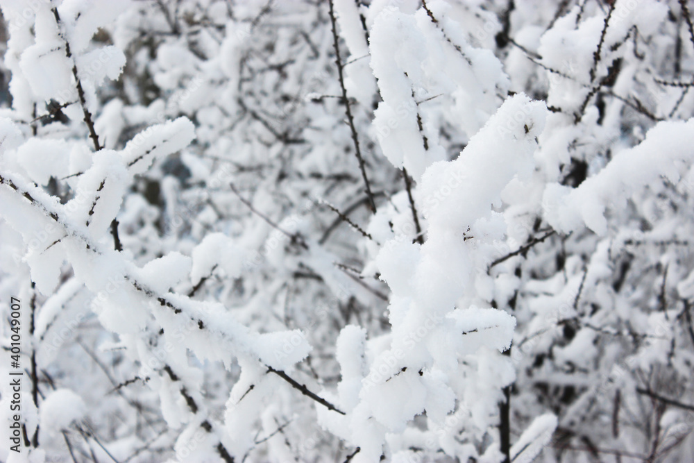 Beautiful snowy winter forest with trees covered with frost and snow close up. Nature winter background with snow-covered branches. white frost on trees, white drifts Road, trail in the winter forest