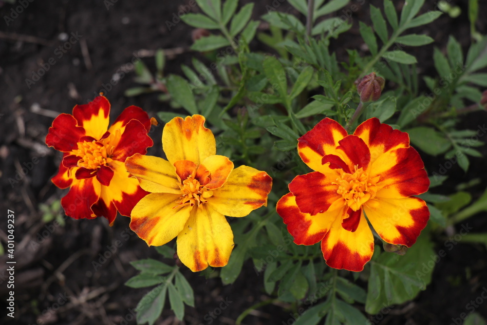 marigold flowers in the garden marigold flowers in the garden