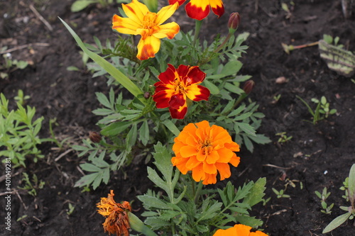 marigold flowers in the garden