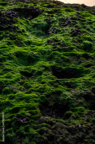 Green moss by the Indian Ocean in Goa