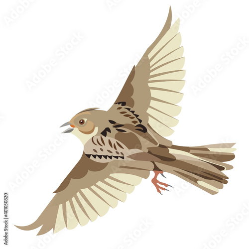 Isolated vector figure of a lark flying in the sky