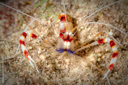 Shrimp on sharp sand underwater