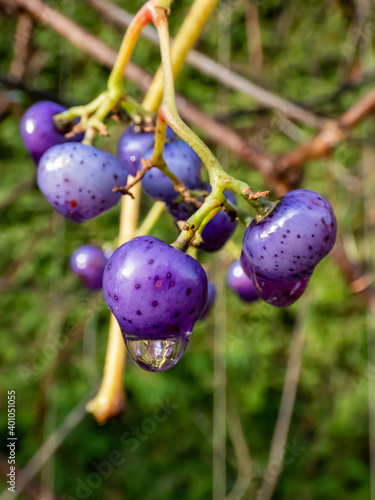 Water drop on purple seeds of decorative and ornamental plant Deciduous Climber Celastrus flagellaris in autumn photo