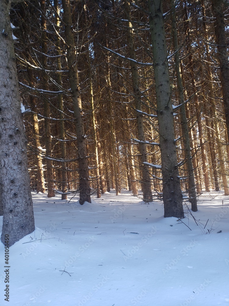 forest in winter