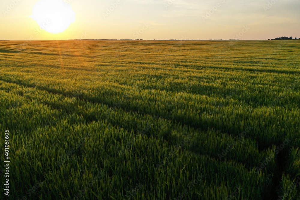 endless wheat field