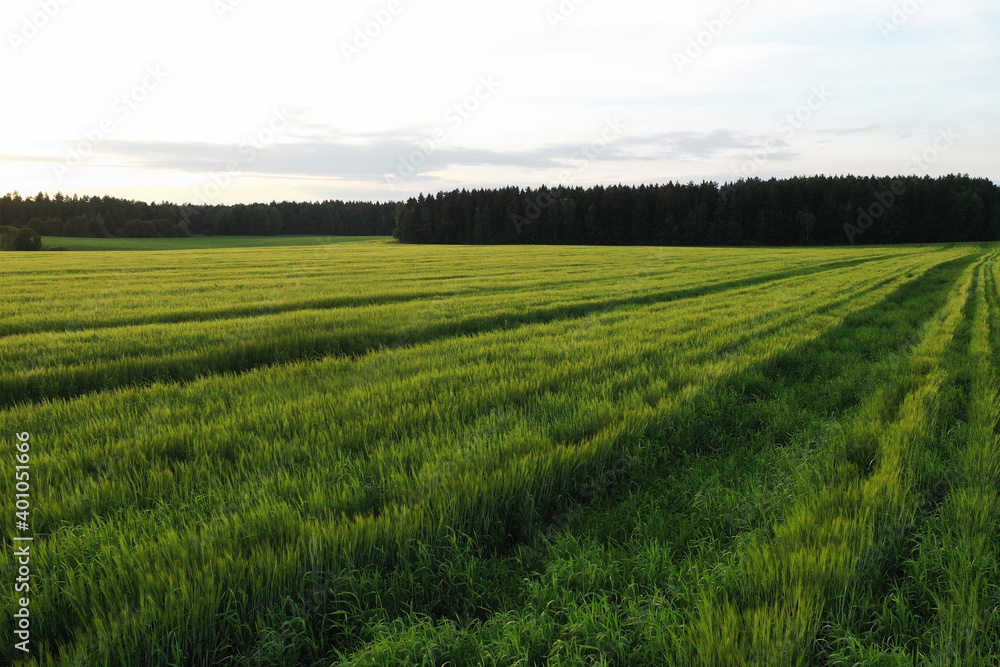 endless wheat field endless wheat field