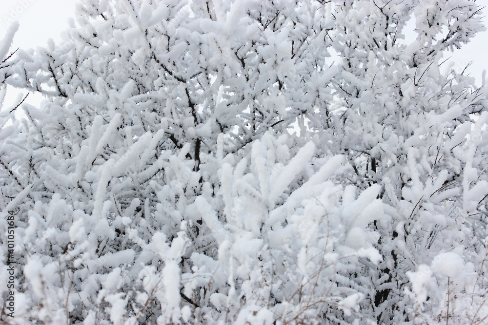 Fototapeta premium Beautiful snowy winter forest with trees covered with frost and snow close up. Nature winter background with snow-covered branches. white frost on trees, white drifts Road, trail in the winter forest