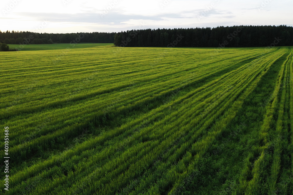 endless wheat field