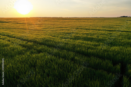 endless wheat field