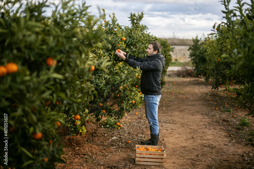 A man cuts tangerines from a tree and puts them in a box, harvesting on an orange plantation, tangerines on a tree, oranges growing on a tree. 4k video