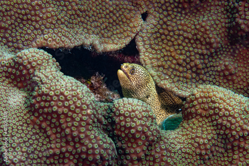 Yellow moray eel in coral 