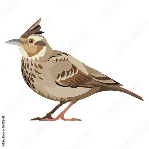 Isolated vector figure of a standing lark