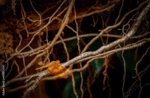 dragon fly on tree branch
