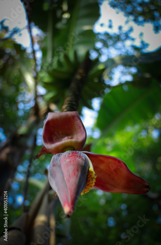 Kerala bannana blossom