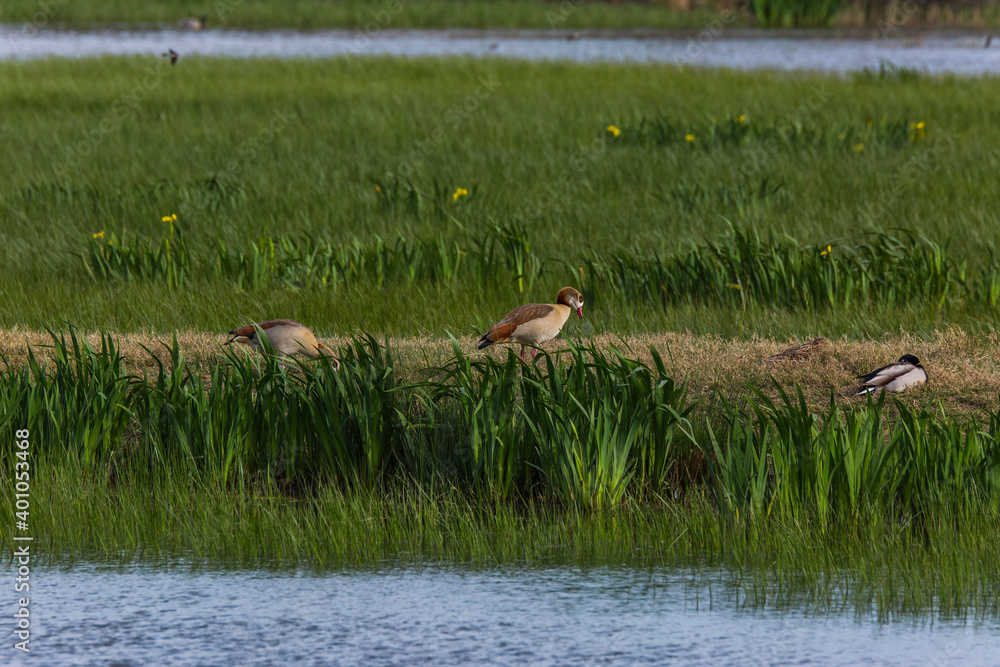 Egyptian goose in Aiguamolls De L'Emporda Nature Reserve, Spain Egyptian goose in Aiguamolls De L'Emporda Nature Reserve, Spain