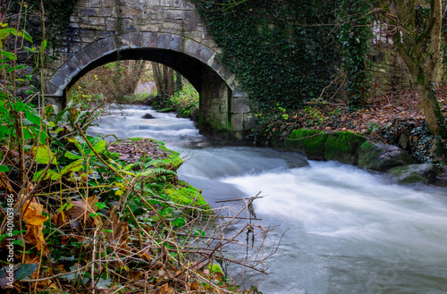 bridge over river in the forest