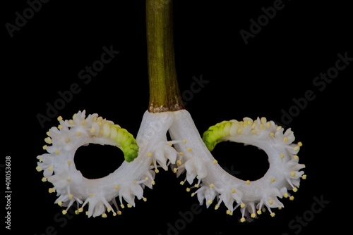 Flower of Aquatic Aponogeton Plant (Aponogeton distachyos) photo
