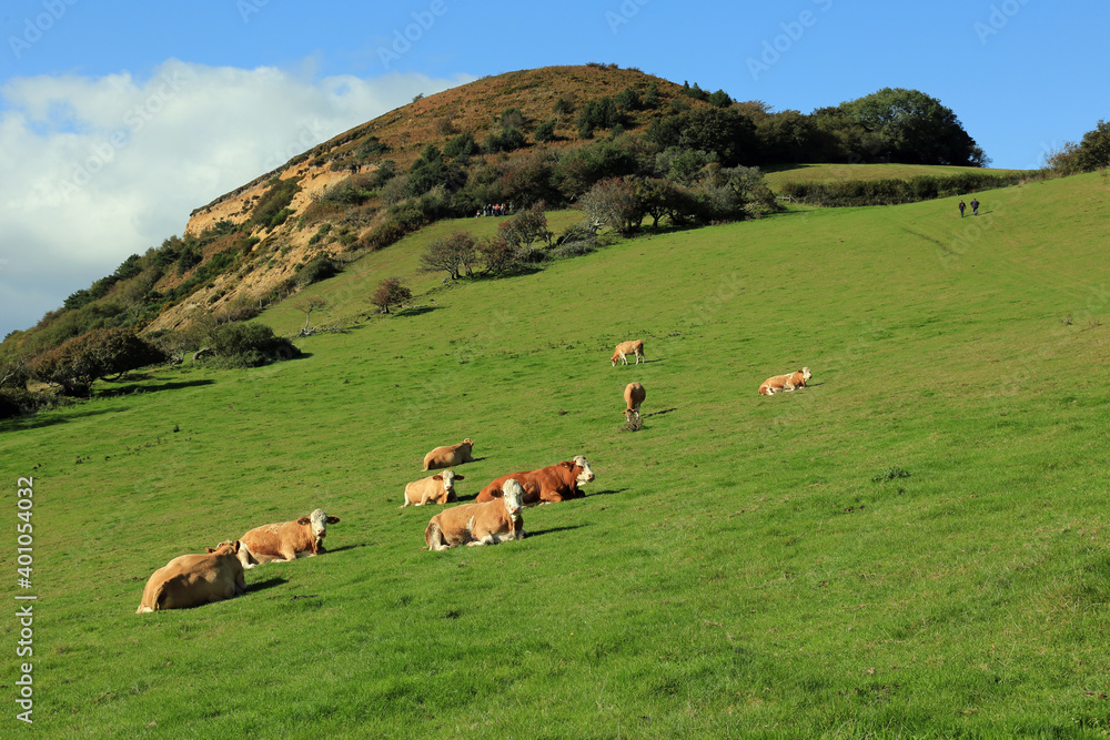 Fototapeta premium Golden cap in Dorset UK.Nice summer morning.