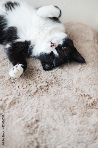 Funny cute black and white Tuxedo cat lying in the sun on soft blanket near window on windowsill and looking at camera.