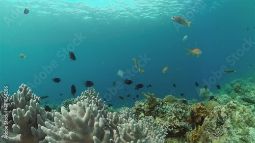 Wallpaper Mural Colourful tropical coral reef. Tropical coral reef. Underwater fishes and corals. Philippines. Torontodigital.ca