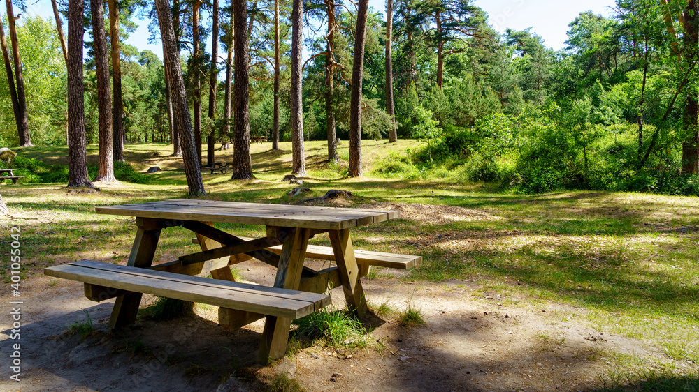 Picnic park with benches, seats and tall pine trees.
