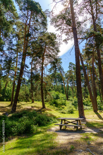 Picnic park with benches, seats and tall pine trees. 