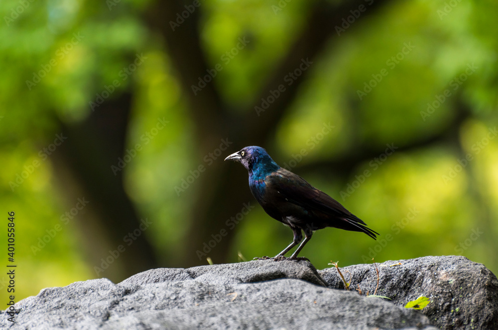 Obraz premium Crow on the nature garden