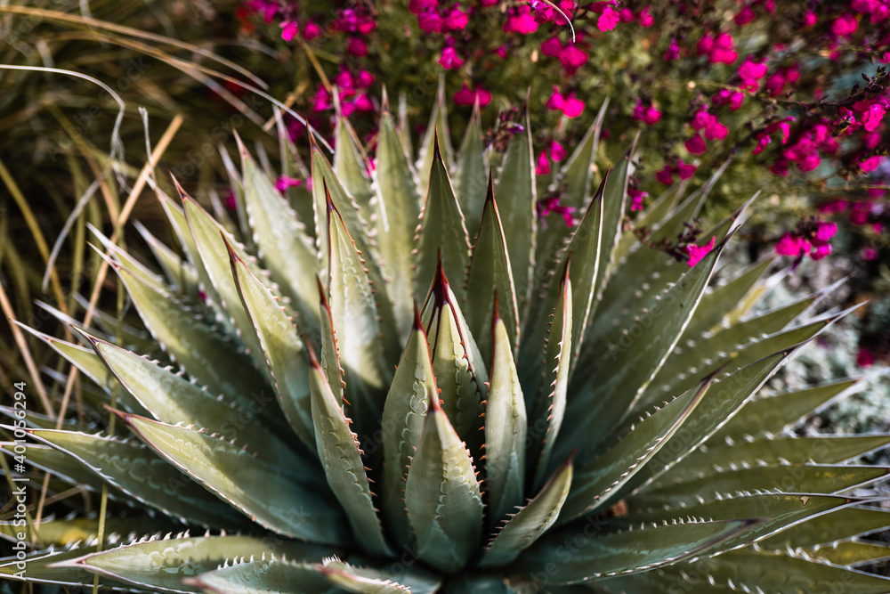 Cactus Cactus