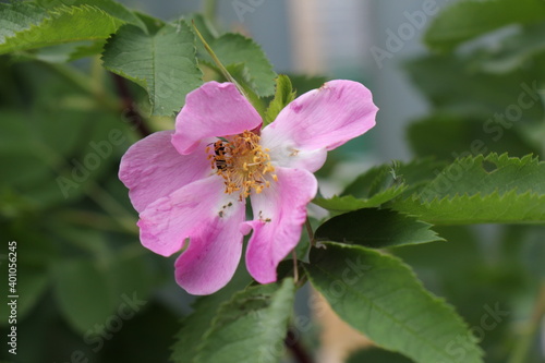 wild rose © alenarcis