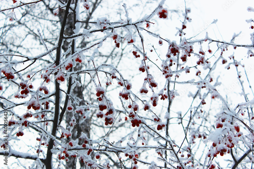 red frozen rowan berries. Beautiful snowy winter forest with trees covered with frost and snow close up. Nature winter background with snow-covered branches. white frost on trees, white drifts Road red frozen rowan berries. Beautiful snowy winter forest with trees covered with frost and snow close up. Nature winter background with snow-covered branches. white frost on trees, white drifts Road