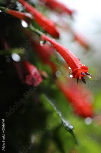 water drops on red flower