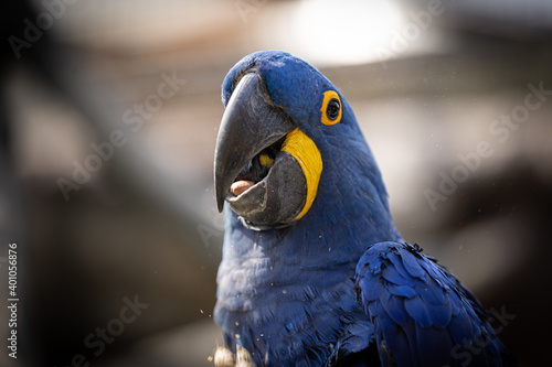 Detailed close up portrait of Hyacinth macaw  the Blue Parrot is a parrot native to central and eastern South America. The largest parrot by length in the world  the hyacinth macaw is 1 m.