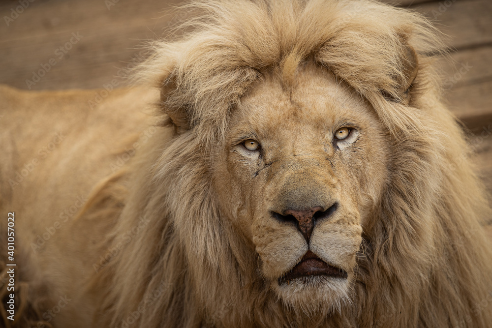Close up portrait of a lion. Beautiful king of animal kingdom. A big cat of  the species Panthera leo that inhabits the African continent and one forest  in India. Stock Photo |