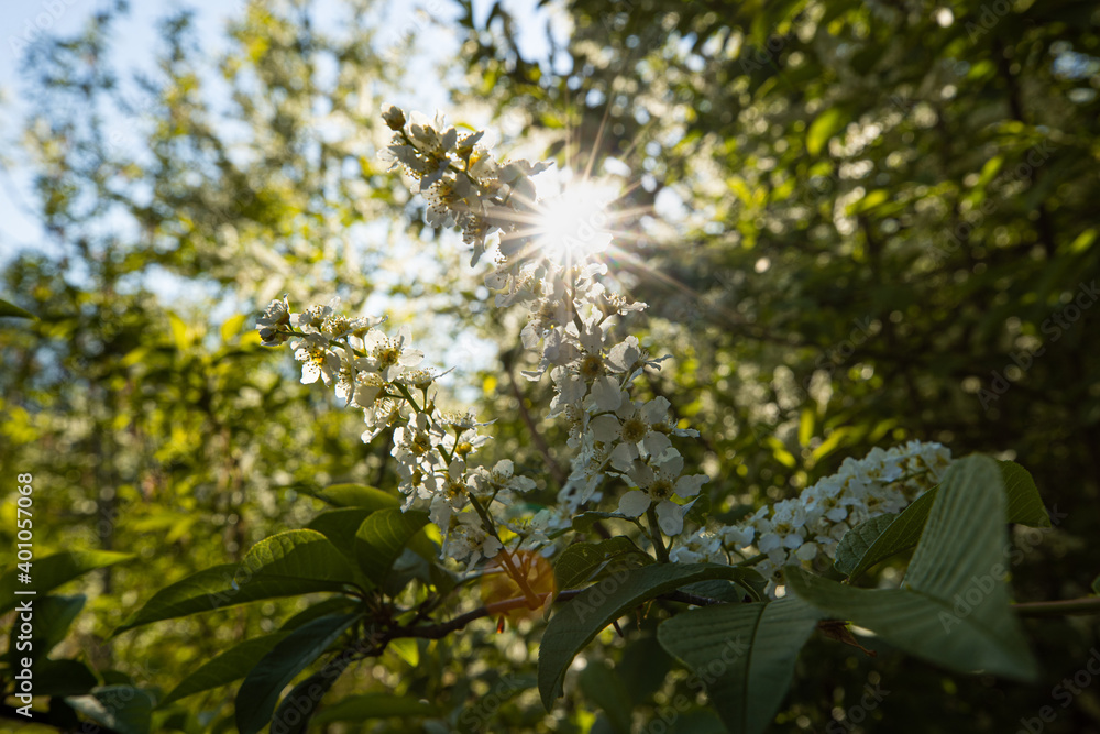 Spring natural scene of a blooming tree and sun rays peaking through among the leaves. You can almost scent the spring freshness. Blue sky, quiet and just birds songs. Spring, most favourite season. Spring natural scene of a blooming tree and sun rays peaking through among the leaves. You can almost scent the spring freshness. Blue sky, quiet and just birds songs. Spring, most favourite season.