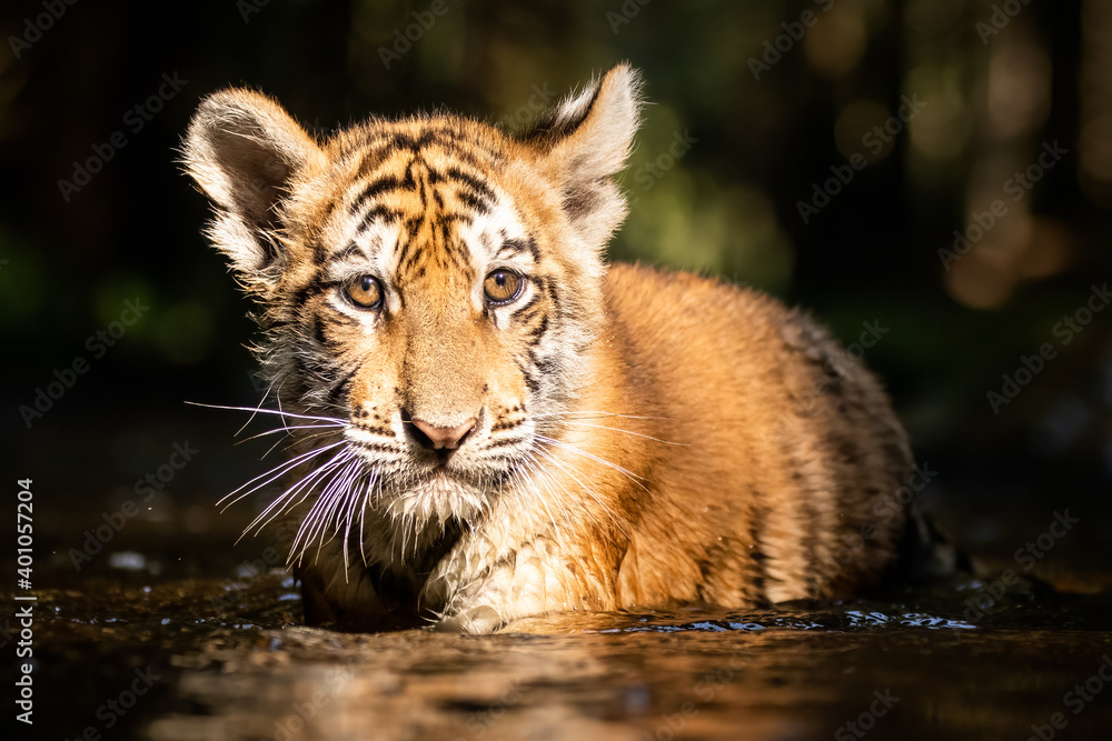 Cute and curious little Siberian tiger walking through a river. Pure nature, sunlit summer scene. Beautiful animal, small kitty and also endangered species. We should really care more about our planet Cute and curious little Siberian tiger walking through a river. Pure nature, sunlit summer scene. Beautiful animal, small kitty and also endangered species. We should really care more about our planet
