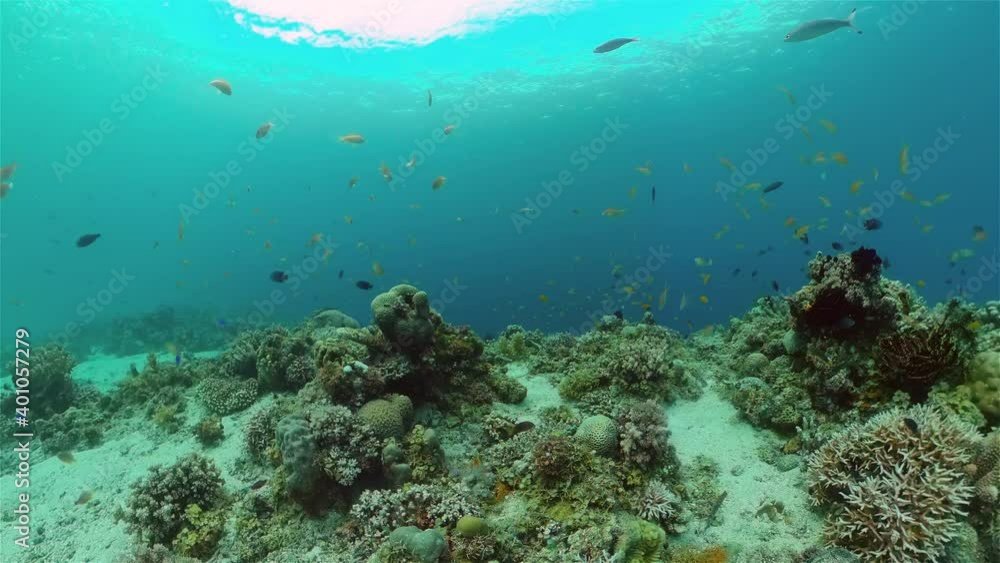 Tropical coral reef seascape with fishes, hard and soft corals. Tropical coral reef seascape with fishes, hard and soft corals.